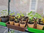 Surinaamse Kousenband plantjes, Tuin en Terras, Planten | Tuinplanten, Ophalen, Zomer, Groenteplanten, Volle zon