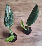 Monstera standleyana variegata €3,50 p.s., Huis en Inrichting, Kamerplanten, Ophalen of Verzenden, Overige soorten, Minder dan 100 cm