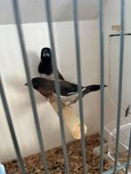 Japanse meeuwen koppel, Dieren en Toebehoren, Meerdere dieren, Tropenvogel, Geringd