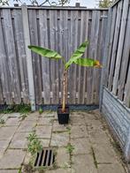 Musa Itinerans mooie bananen soort, Ophalen, Vaste plant, Fruitplanten, Volle zon