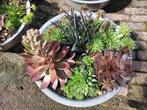 Sempervivum Schalen - Huislook Collectie, Ophalen, Overige soorten, Volle zon
