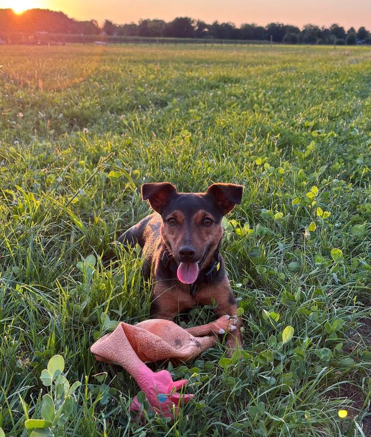 Jack Russel black and tan pups verwacht, Dieren en Toebehoren, Honden | Jack Russells en Terriërs, Meerdere dieren, Jack Russell Terriër