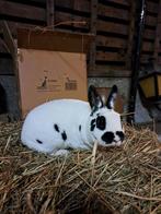 Koppel Rex Dwerg, Dieren en Toebehoren, Meerdere dieren, Dwerg, 0 tot 2 jaar