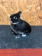 Prachtige Kleurdwerg Zilvervos Zwart (dwergkonijn), Dieren en Toebehoren, Mannelijk, Dwerg, 0 tot 2 jaar