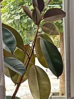 Ficus, Ophalen, Ficus, Minder dan 100 cm