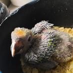 Jonge Geelvoorhoofd-amazone-papegaai., Papegaai, Geslacht onbekend, Pratend