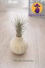 Tillandsia Funkiana, Ophalen of Verzenden, Halfschaduw, Minder dan 100 cm