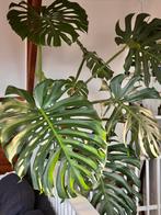 Big Monstera XL (+160cm height, +56cm leaves), Ophalen, Overige soorten