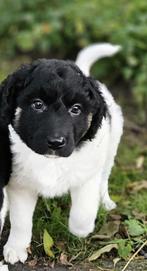 Mooi & speels Friese stabij pup (teefje), Rabiës (hondsdolheid), 8 tot 15 weken, Meerdere, Meerdere dieren