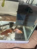 2 vissen gratis op te halen, Ophalen of Verzenden, Zo goed als nieuw