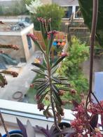 Roze Kalanchoe Daigremontiana Pink Butterfly, Vetplant, Ophalen of Verzenden, Minder dan 100 cm, Bloeiende kamerplant