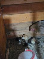 4 brahma kuikens van 2 dagen oud.