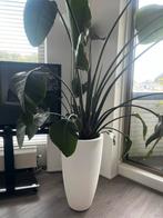 Te koop strelitzia, Ophalen, Overige soorten, 150 tot 200 cm