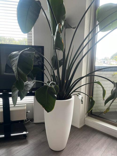 Te koop strelitzia, Huis en Inrichting, Kamerplanten, Overige soorten, 150 tot 200 cm, Ophalen
