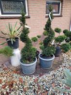 Taxus spiraal, Tuin en Terras, Planten | Bomen, Ophalen, Bloeit niet, Halfschaduw, Overige soorten