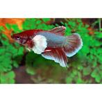 Betta - Elephant Round Tail Dumbo Ear man - Koidream Valburg, Zoetwatervis, Vis