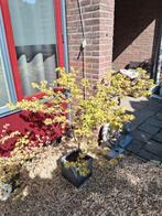 Japanse Esdoorn/ Acer Palmatum, Volle zon, Vaste plant, Lente, Ophalen