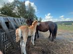 Lieve Shetlander merrie en veulen shet x Welsh, Dieren en Toebehoren, Merrie