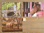Set 2 3 PAARDEN kaarten postcrossing nieuw, Verzamelen, Ansichtkaarten | Dieren, Paard, Ophalen of Verzenden, 1980 tot heden
