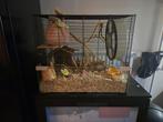 Hamster + kooi plus alle benodigheden, Dieren en Toebehoren, Vogels | Parkieten en Papegaaien, Vrouwelijk, Parkiet