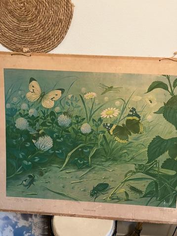 Oude  schoolplaat Insecten beschikbaar voor biedingen