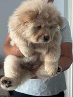 Chow chow pup, Dieren en Toebehoren, 8 tot 15 weken, Teef, Poolhond, Eén hond