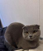 Britse korthaar, Dieren en Toebehoren, Katten en Kittens | Overige Katten, Poes