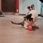 2 kittens, katertjes, Kater, Kortharig, 0 tot 2 jaar