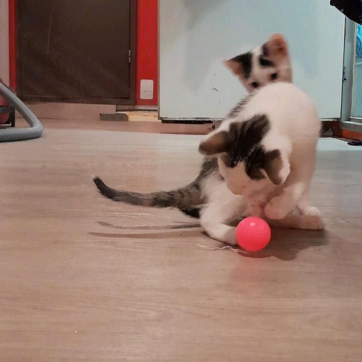 2 kittens, katertjes, Dieren en Toebehoren, Katten en Kittens | Overige Katten, Kortharig, Kater, 0 tot 2 jaar