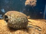 Astacembelus Erythrotaenia - vuural 8-12cm, Vis, Zoetwatervis
