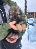Ruben – klein van stuk, groot van hart , Dieren en Toebehoren, Particulier, Rabiës (hondsdolheid), 15 weken tot 1 jaar, Reu