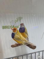 Gouldamadine pastel beschikbaar., Dieren en Toebehoren, Vogels | Overige Vogels, Meerdere dieren, Tropenvogel