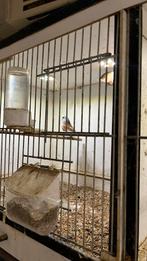 Koppel baardmannen, Dieren en Toebehoren, Vogels | Overige Vogels, Meerdere dieren, Geringd