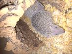 Tenrec zoekt nieuwe thuis, Dieren en Toebehoren, Reptielen en Amfibieën, Overige soorten, 0 tot 2 jaar