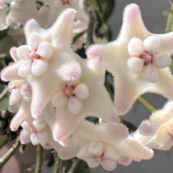 Hoya lyi ‘Bend Pink’ beschikbaar voor biedingen