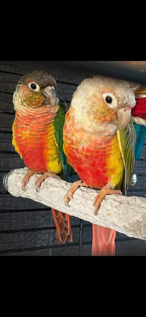 2 pyrrhura popjes te koop, 3 jaar oud, Dieren en Toebehoren, Vogels | Parkieten en Papegaaien, Parkiet, Vrouwelijk
