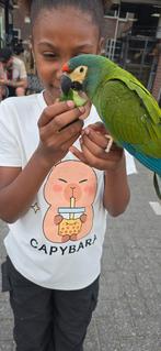 Ara maracana 2025., Dieren en Toebehoren, Vogels | Parkieten en Papegaaien, Mannelijk, Papegaai