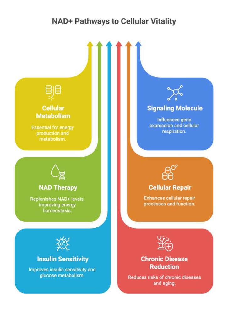 NAD+ (b-Nicotinamide adenine dinucleatide), Sport en Fitness, Gezondheidsproducten en Wellness, Nieuw, Poeder of Drank, Ophalen of Verzenden
