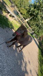 Merrie veulen apalosa gestipt op kont, Dieren en Toebehoren, Paarden, Merrie, Minder dan 160 cm, Recreatiepaard, 0 tot 2 jaar