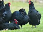 Te koop zwarte australorp kippen groot 4 hennen 1 haan, Kip, Meerdere dieren