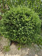 gratis! Hortensia, Japanse Hulst, Laurierkers, Liguster etc, Ophalen, Liguster, Minder dan 100 cm