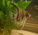 2 x gestreepte jonge maanvissen 5 cm €3.50 per stuk, Vis, Zoetwatervis