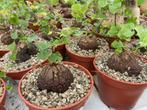Caudex Discorea Hemicrypta Zuid Afrika potmaat 15 cm., Overige soorten, In pot, Minder dan 100 cm, Bloeiende kamerplant