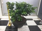 Ficus bonsai, Huis en Inrichting, Kamerplanten, Ophalen, Ficus, Halfschaduw, In pot