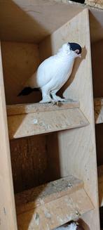 Duiven, Dieren en Toebehoren, Meerdere dieren