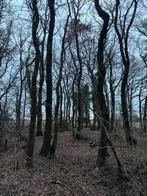 Haardhout eiken op stam, 6 m³ of meer, Ophalen of Verzenden, Eikenhout