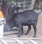 dwergbokjes, Dieren en Toebehoren, Schapen, Geiten en Varkens, Mannelijk, Geit, 0 tot 2 jaar