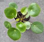 Pannenkoekenplant, Ophalen, Overige soorten, In pot, Minder dan 100 cm