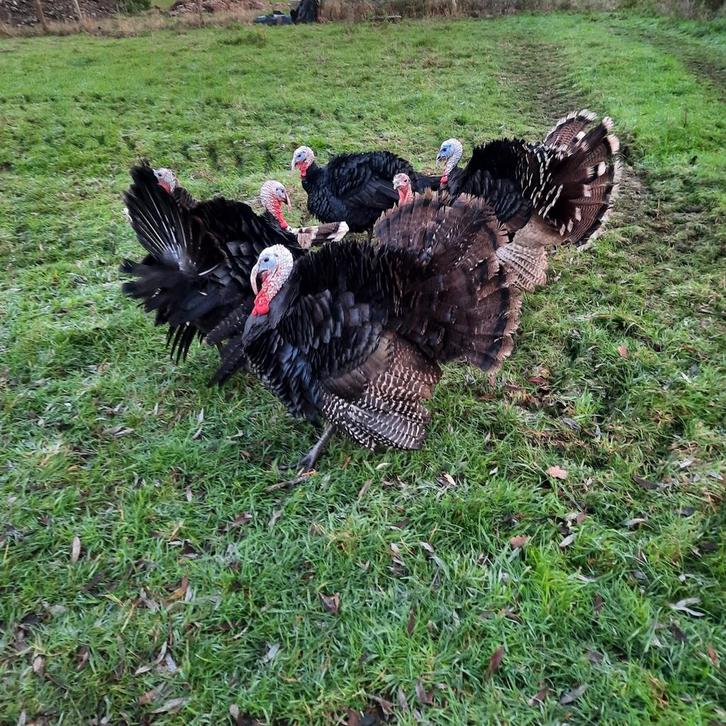 Kalkoenen, Dieren en Toebehoren, Pluimvee, Kalkoen, Meerdere dieren