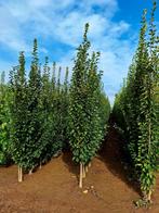 Carpinus betulus 'Fastigiata' 🌿 zuilboom, Tuin en Terras, Planten | Bomen, Ophalen of Verzenden, Volle zon, Overige soorten